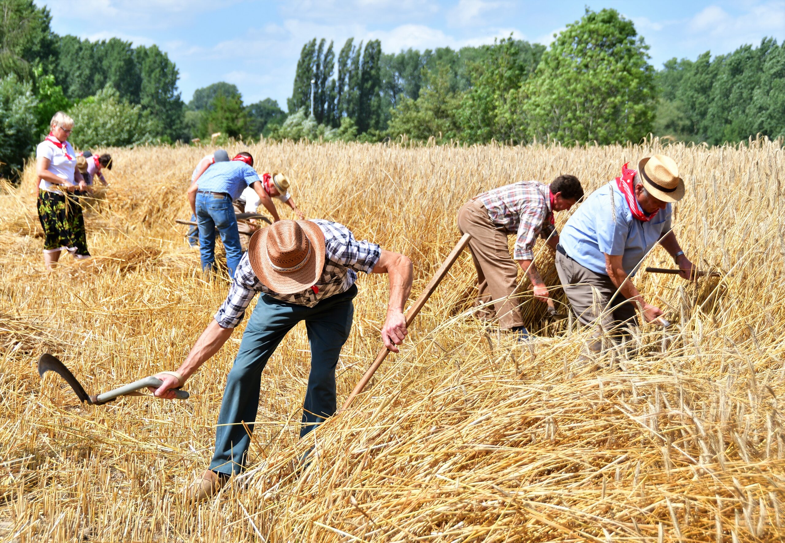 Harvesting Sustainability: Key Practices for Sustainable Farming Revealed!