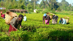 Farming for the Future: Master Sustainable Practices for a Greener World!